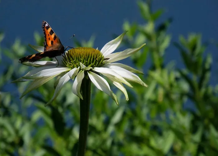 شقة Sulla Collina *